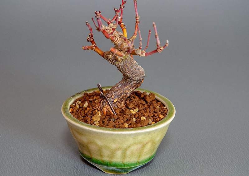 イロハモミジ-H1（いろはもみじ・いろは紅葉）雑木盆栽を別側から見た景色・Acer palmatum bonsai