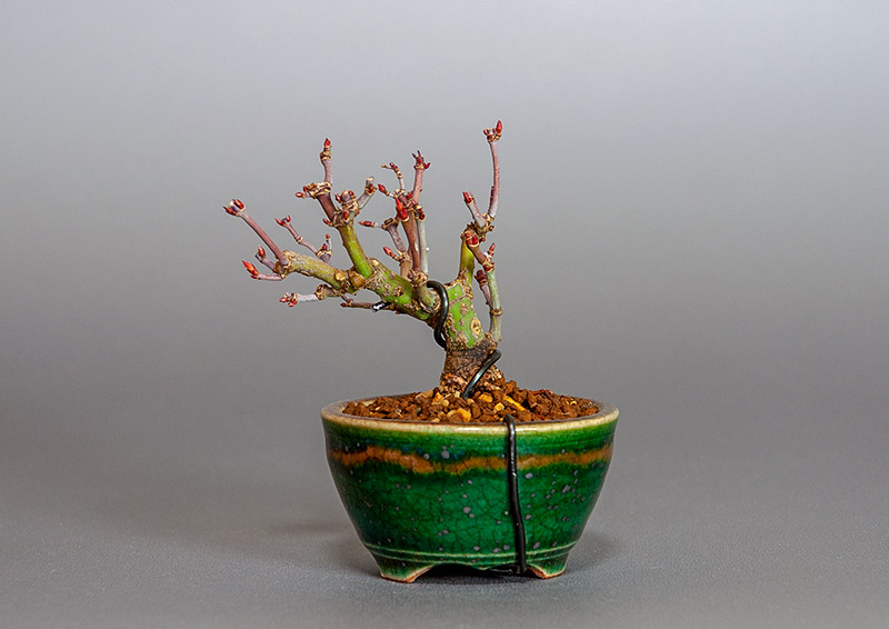 イロハモミジ-I1（いろはもみじ・いろは紅葉）雑木盆栽を裏側から見た景色・Acer palmatum bonsai