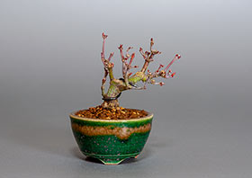 イロハモミジ-I1（いろは紅葉盆栽）Acer palmatum bonsaiの販売・通販店｜Bonsai trees Shop