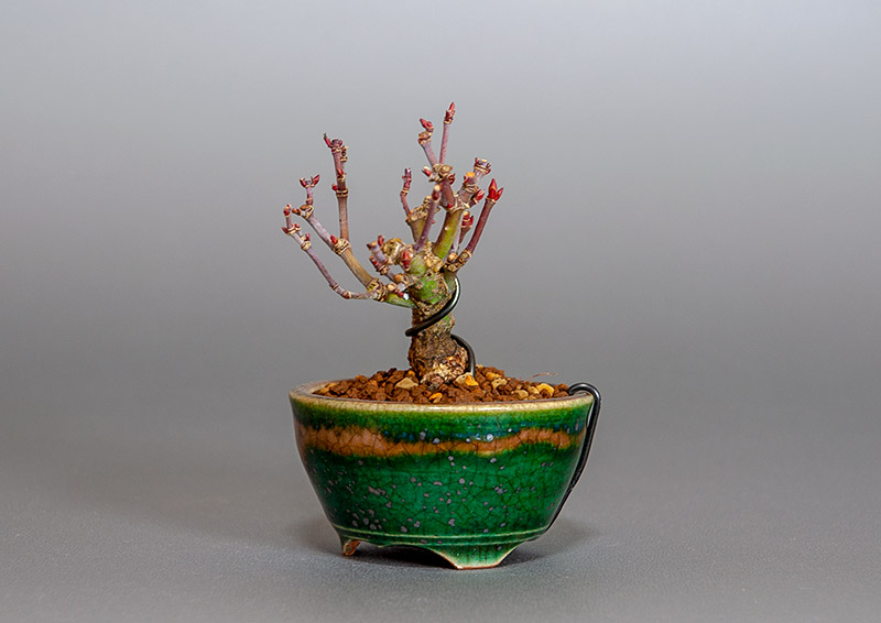 イロハモミジ-I1（いろはもみじ・いろは紅葉）雑木盆栽を右側から見た景色・Acer palmatum bonsai
