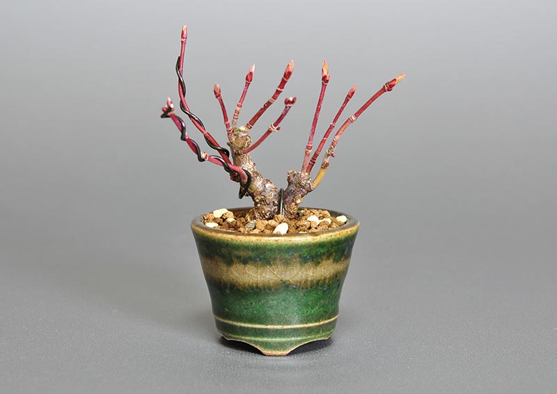 イロハモミジJ-1（いろはもみじ・いろは紅葉）雑木盆栽の販売と育て方・作り方・Acer palmatum bonsai photo
