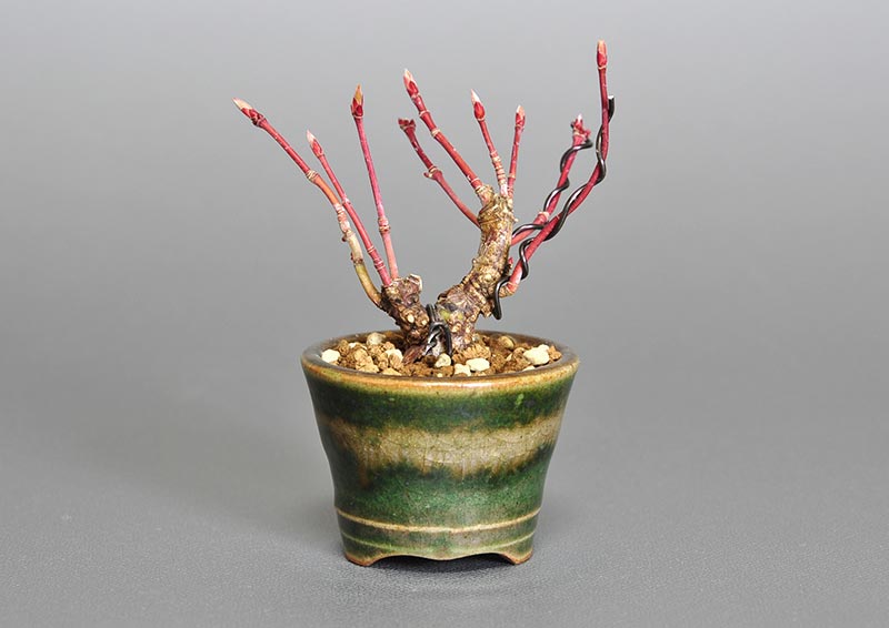 イロハモミジJ-1（いろはもみじ・いろは紅葉）雑木盆栽を裏側から見た景色・Acer palmatum bonsai photo