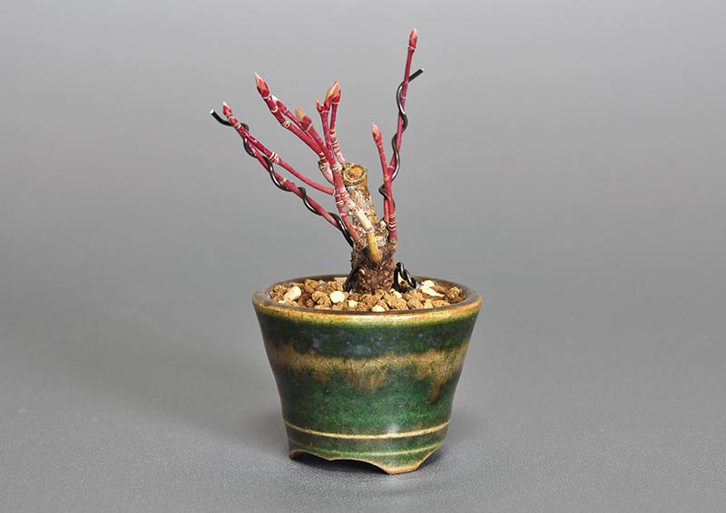 イロハモミジJ-1（いろはもみじ・いろは紅葉）雑木盆栽を右側から見た景色・Acer palmatum bonsai photo