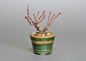 イロハモミジJ-1（いろはもみじ・いろは紅葉）雑木盆栽の成長記録-1・Acer palmatum subsp. matsumurae bonsai