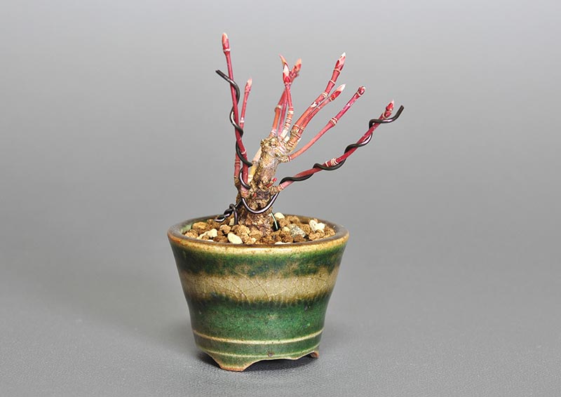 イロハモミジJ-1（いろはもみじ・いろは紅葉）雑木盆栽を左側から見た景色・Acer palmatum bonsai photo