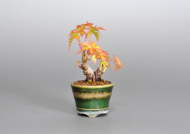 イロハモミジJ（いろはもみじ・いろは紅葉）雑木盆栽の販売と育て方・作り方・Acer palmatum bonsai photo