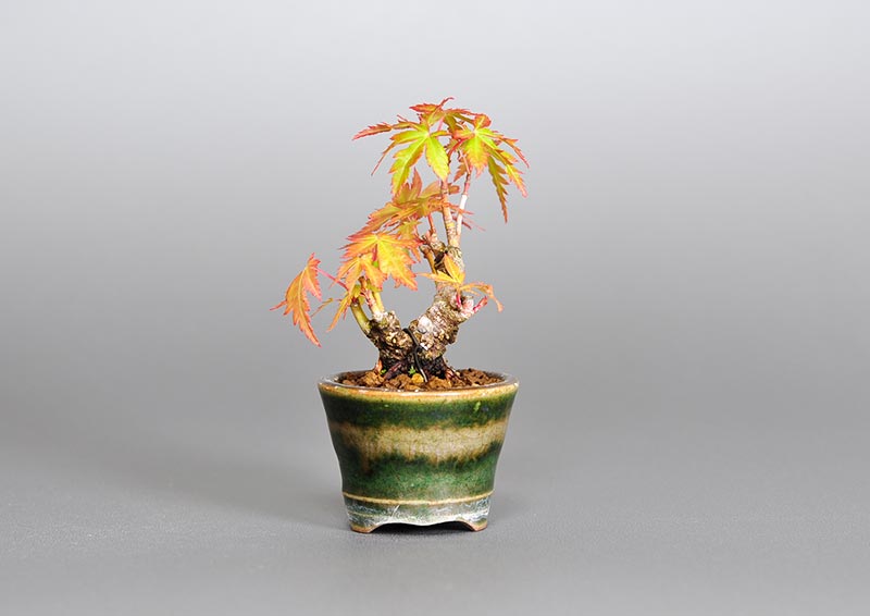 イロハモミジJ（いろはもみじ・いろは紅葉）雑木盆栽を裏側から見た景色・Acer palmatum bonsai photo