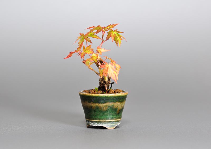 イロハモミジJ（いろはもみじ・いろは紅葉）雑木盆栽を右側から見た景色・Acer palmatum bonsai photo