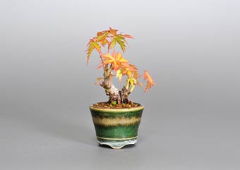 イロハモミジ-J（いろは紅葉盆栽）Acer palmatum bonsai・豆盆栽のベストコレクション・Best Collection of Mame Bonsai