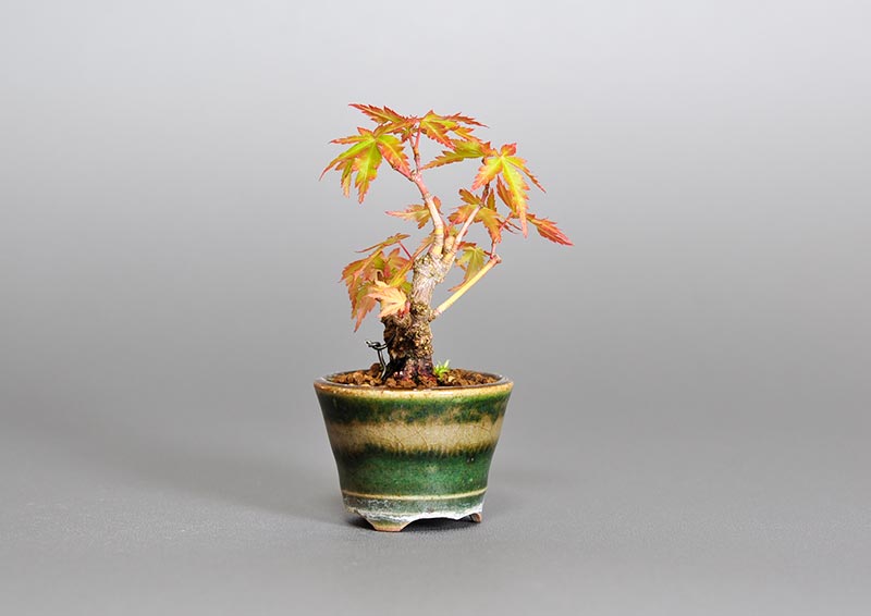 イロハモミジJ（いろはもみじ・いろは紅葉）雑木盆栽を左側から見た景色・Acer palmatum bonsai photo