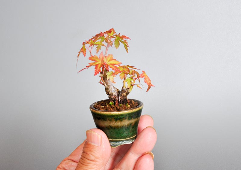 イロハモミジJ（いろはもみじ・いろは紅葉）雑木盆栽を別側から見た景色・Acer palmatum bonsai photo