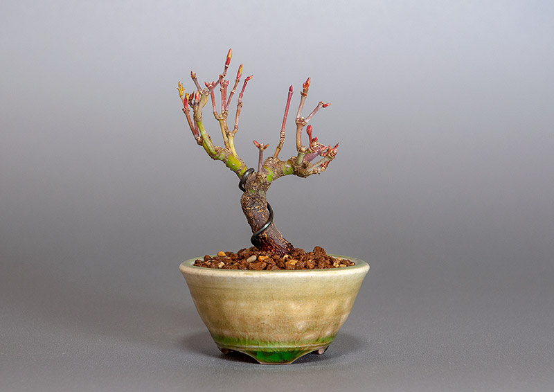 イロハモミジ-J1（いろはもみじ・いろは紅葉）雑木盆栽の販売と育て方・作り方・Acer palmatum bonsai