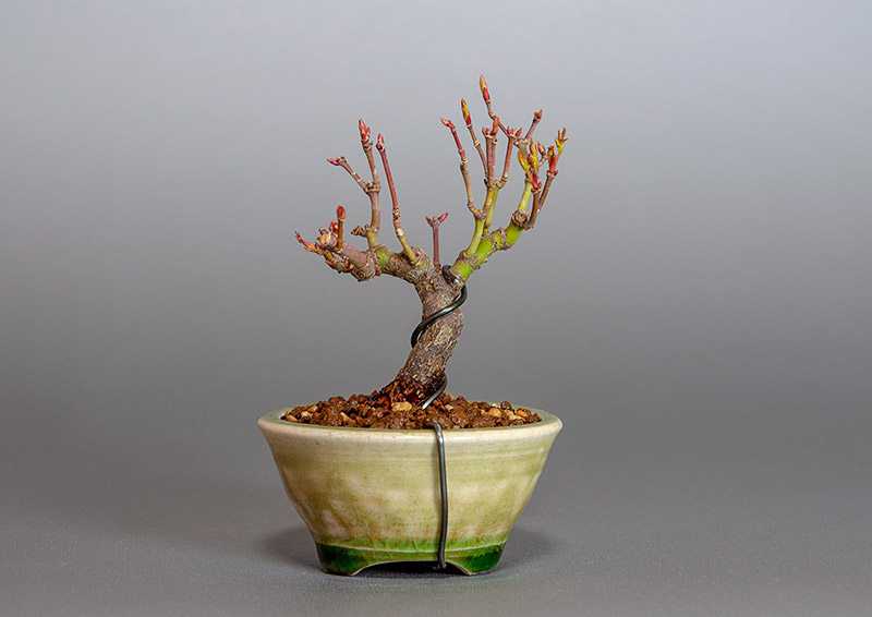 イロハモミジ-J1（いろはもみじ・いろは紅葉）雑木盆栽を裏側から見た景色・Acer palmatum bonsai