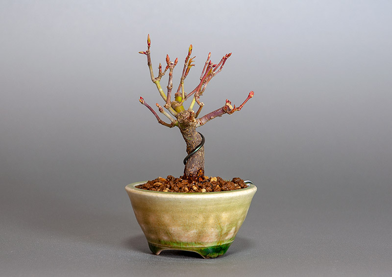 イロハモミジ-J1（いろはもみじ・いろは紅葉）雑木盆栽を右側から見た景色・Acer palmatum bonsai