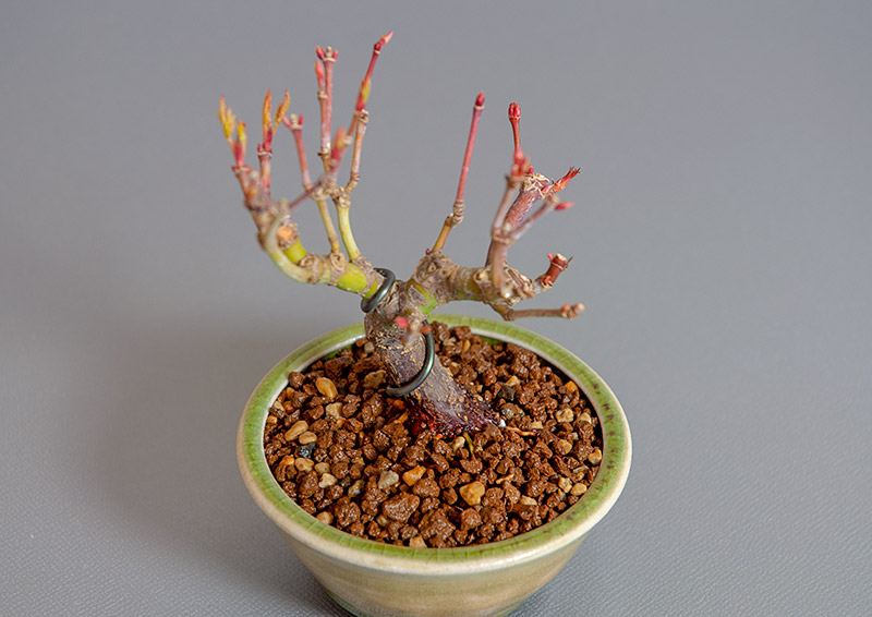 イロハモミジ-J1（いろはもみじ・いろは紅葉）雑木盆栽を別側から見た景色・Acer palmatum bonsai