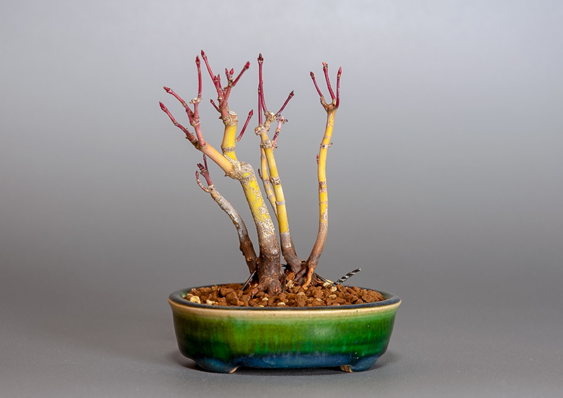 イロハモミジ-K1（いろはもみじ・いろは紅葉）雑木盆栽の販売と育て方・作り方・Acer palmatum bonsai