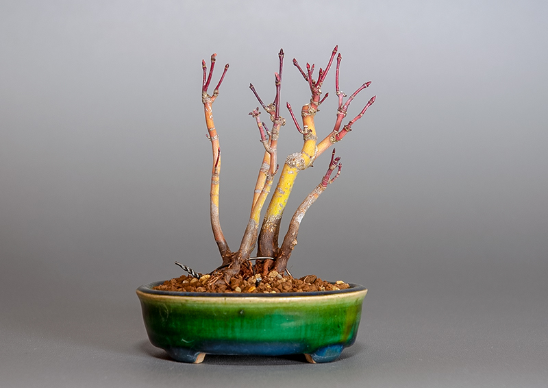 イロハモミジ-K1（いろはもみじ・いろは紅葉）雑木盆栽を裏側から見た景色・Acer palmatum bonsai