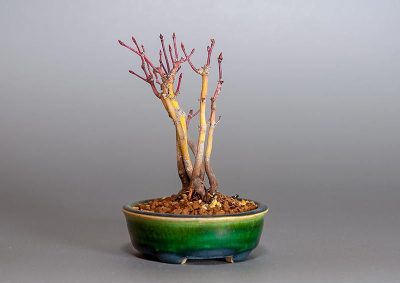 イロハモミジ-K1（いろはもみじ・いろは紅葉）雑木盆栽を右側から見た景色・Acer palmatum bonsai