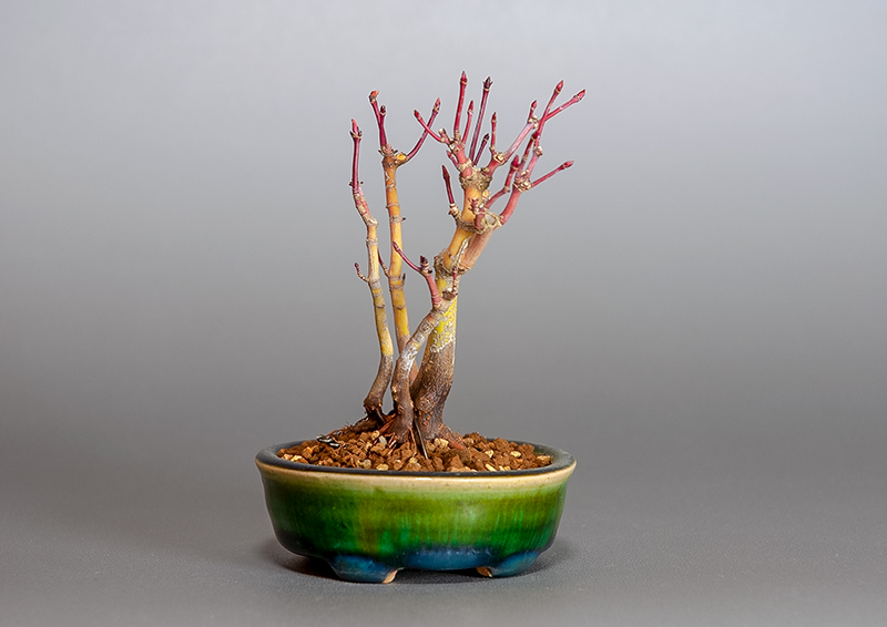 イロハモミジ-K1（いろはもみじ・いろは紅葉）雑木盆栽を左側から見た景色・Acer palmatum bonsai