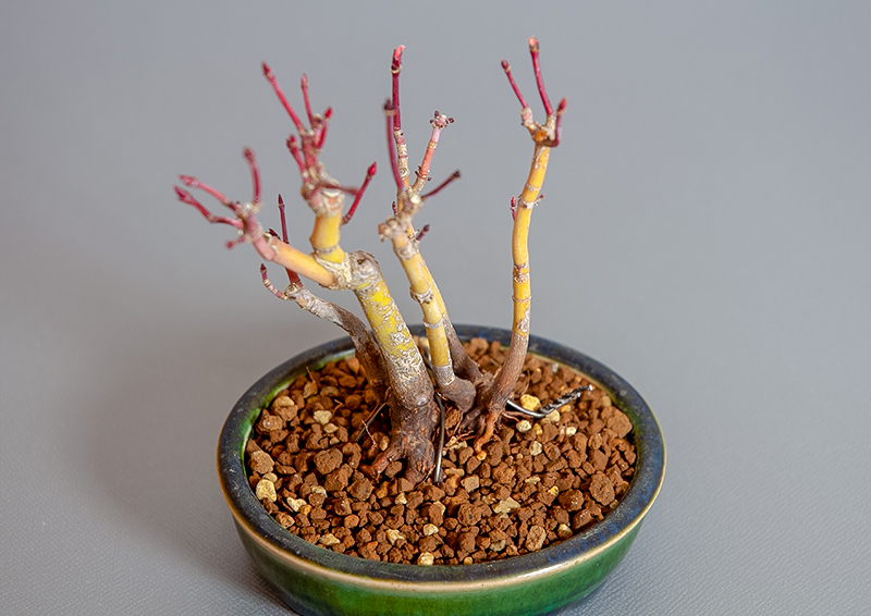 イロハモミジ-K1（いろはもみじ・いろは紅葉）雑木盆栽を別側から見た景色・Acer palmatum bonsai