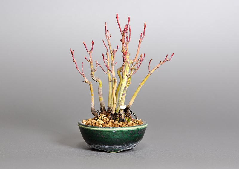 イロハモミジL（いろはもみじ・いろは紅葉）雑木盆栽の販売と育て方・作り方・Acer palmatum bonsai photo