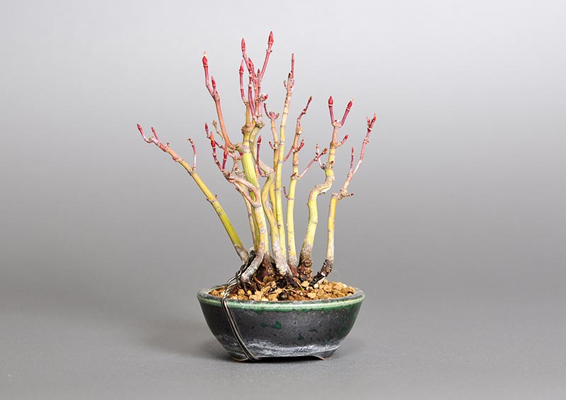 イロハモミジL（いろはもみじ・いろは紅葉）雑木盆栽を裏側から見た景色・Acer palmatum bonsai photo