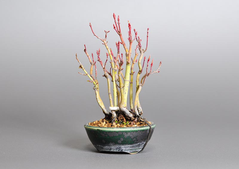 イロハモミジL（いろはもみじ・いろは紅葉）雑木盆栽を右側から見た景色・Acer palmatum bonsai photo