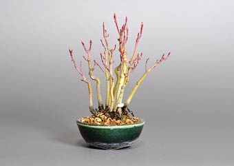 イロハモミジ-L（いろはもみじ・いろは紅葉）盆栽の樹作りの参考樹形・Acer palmatum Best bonsai