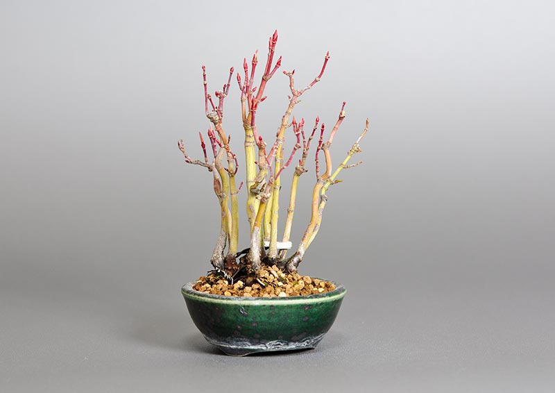 イロハモミジL（いろはもみじ・いろは紅葉）雑木盆栽を左側から見た景色・Acer palmatum bonsai photo