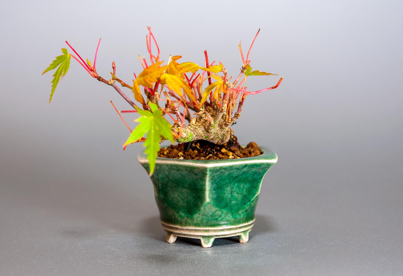 イロハモミジ-L1(いろはもみじ・いろは紅葉)雑木盆栽を右側から見た景色・Acer palmatum bonsai