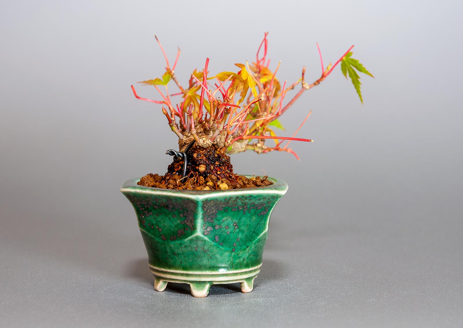 イロハモミジ-L1（いろはもみじ・いろは紅葉）雑木盆栽を左側から見た景色・Acer palmatum bonsai