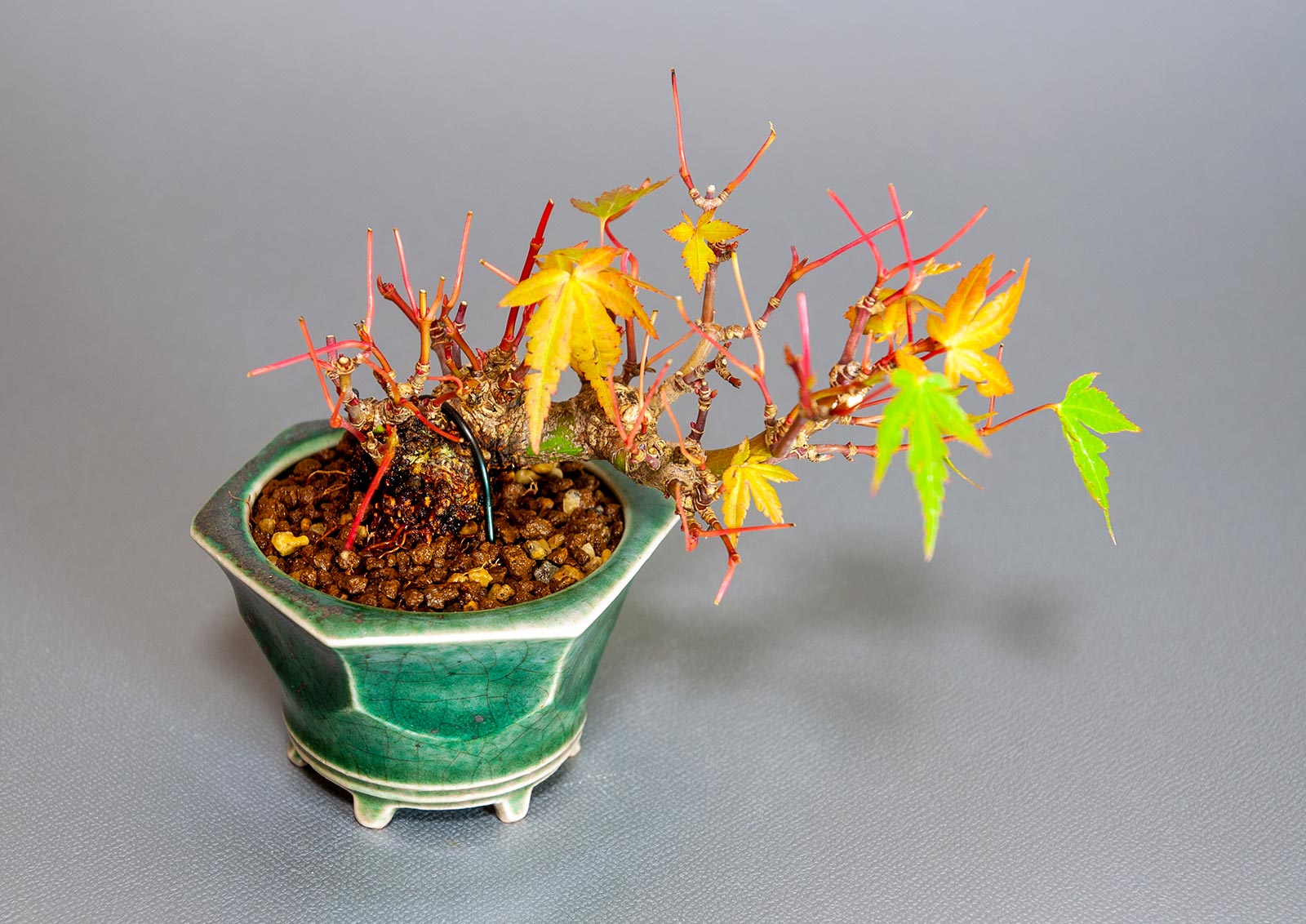 イロハモミジ-L1(いろはもみじ・いろは紅葉)雑木盆栽を上側から見た景色・Acer palmatum bonsai