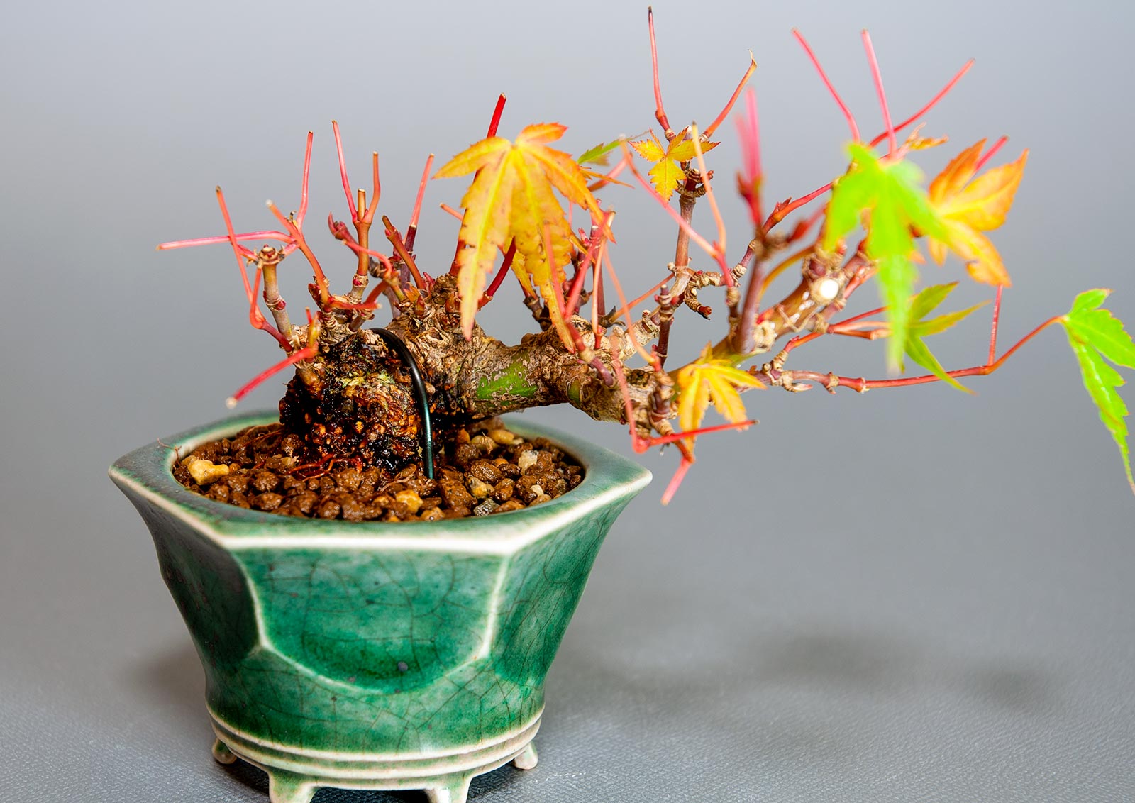 イロハモミジ-L1（いろはもみじ・いろは紅葉）雑木盆栽を拡大して見た景色・Acer palmatum bonsai