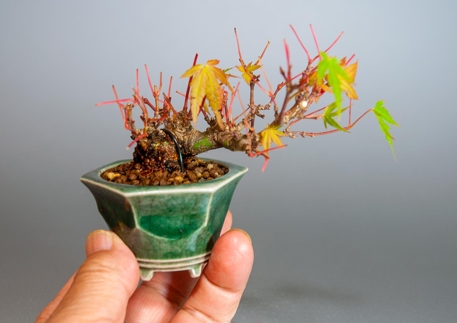イロハモミジ-L1(いろはもみじ・いろは紅葉)雑木盆栽の手乗りの景色・Acer palmatum bonsai