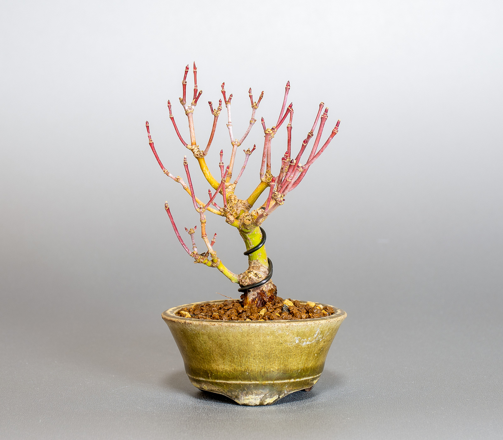 イロハモミジ-M1（いろはもみじ・いろは紅葉）雑木盆栽の販売と育て方・作り方・Acer palmatum bonsai