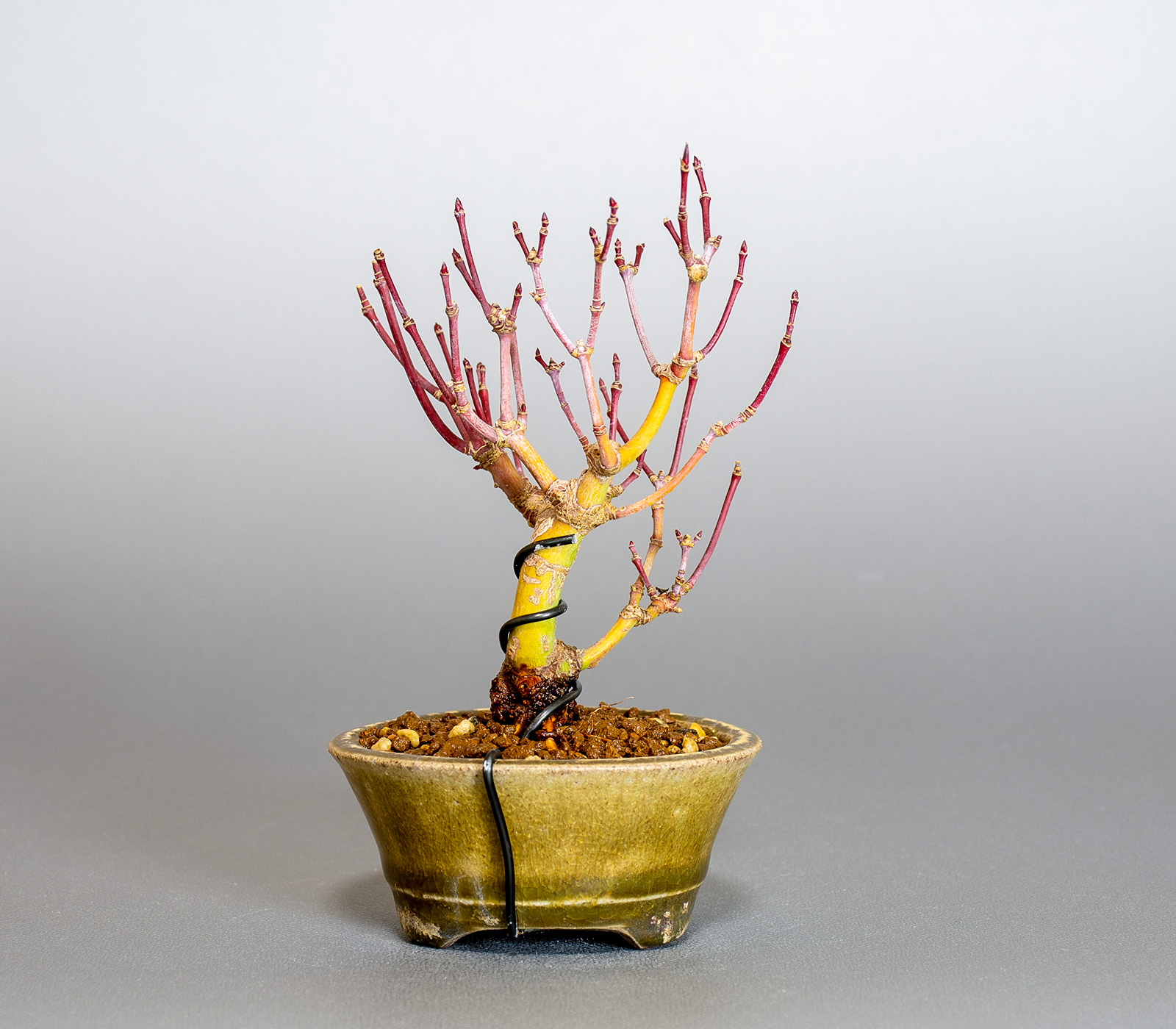 イロハモミジ-M1（いろはもみじ・いろは紅葉）雑木盆栽を裏側から見た景色・Acer palmatum bonsai