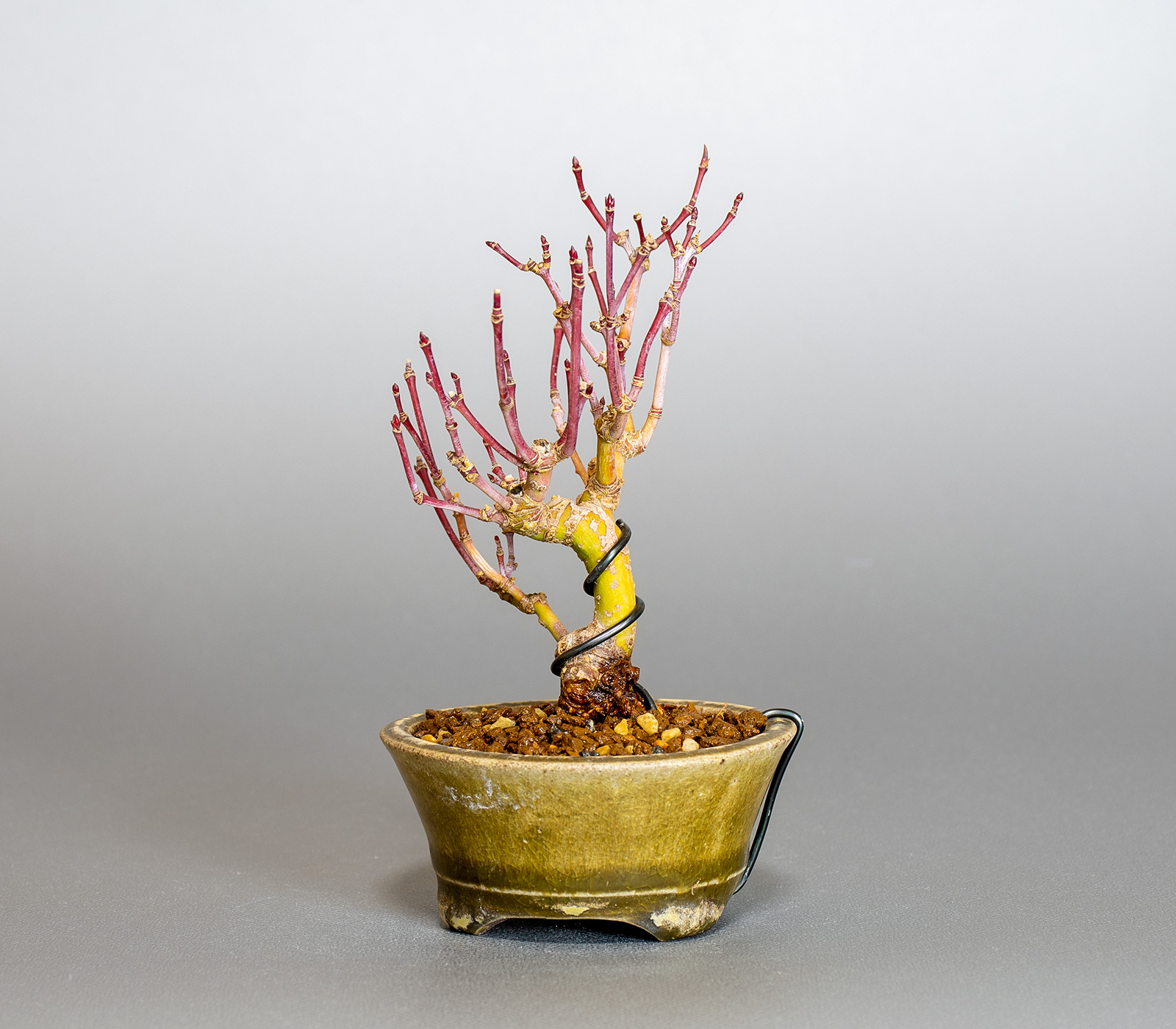 イロハモミジ-M1（いろはもみじ・いろは紅葉）雑木盆栽を右側から見た景色・Acer palmatum bonsai