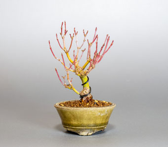 イロハモミジ-M1（いろは紅葉盆栽）Acer palmatum bonsai・ミニ盆栽のベストセレクション・Best Collection of Mini Bonsai