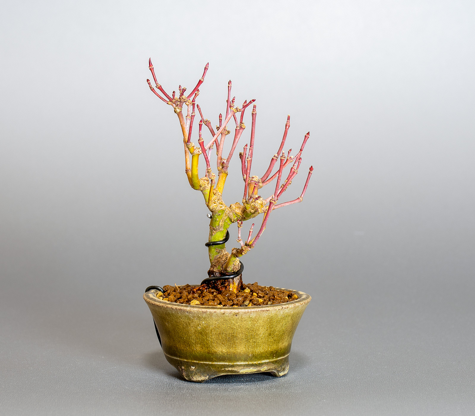 イロハモミジ-M1（いろはもみじ・いろは紅葉）雑木盆栽を左側から見た景色・Acer palmatum bonsai