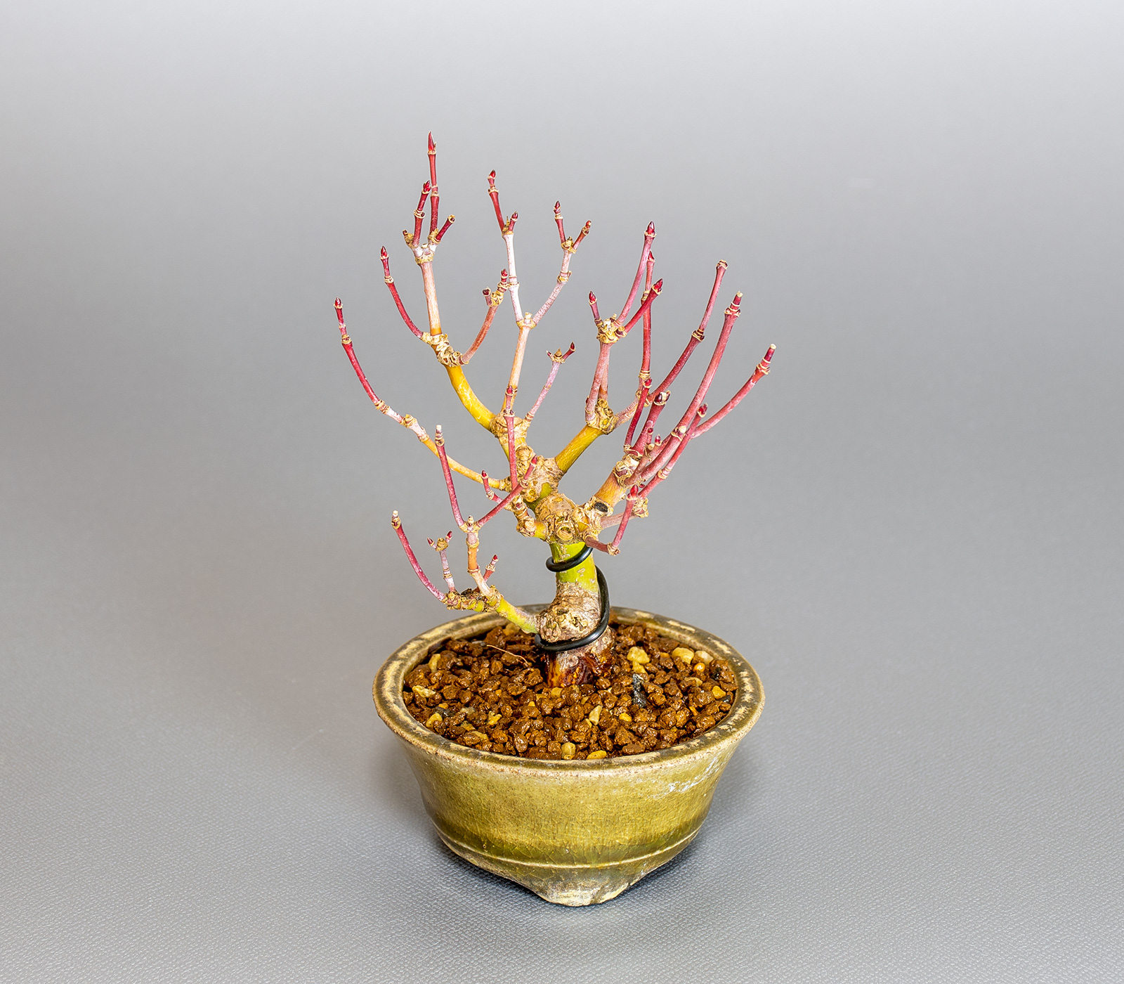 イロハモミジ-M1（いろはもみじ・いろは紅葉）雑木盆栽を別側から見た景色・Acer palmatum bonsai