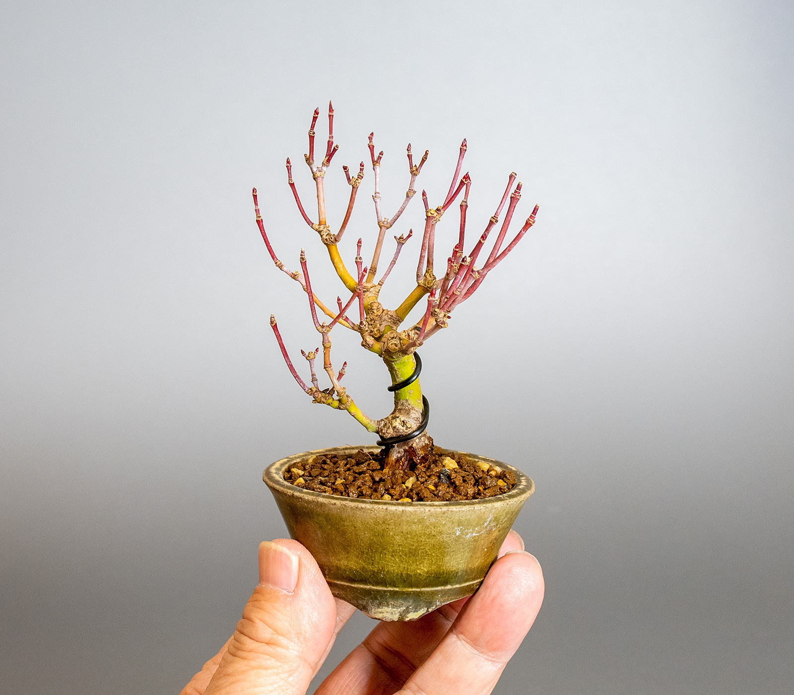 イロハモミジ-M1（いろはもみじ・いろは紅葉）雑木盆栽の手乗りの景色・Acer palmatum bonsai