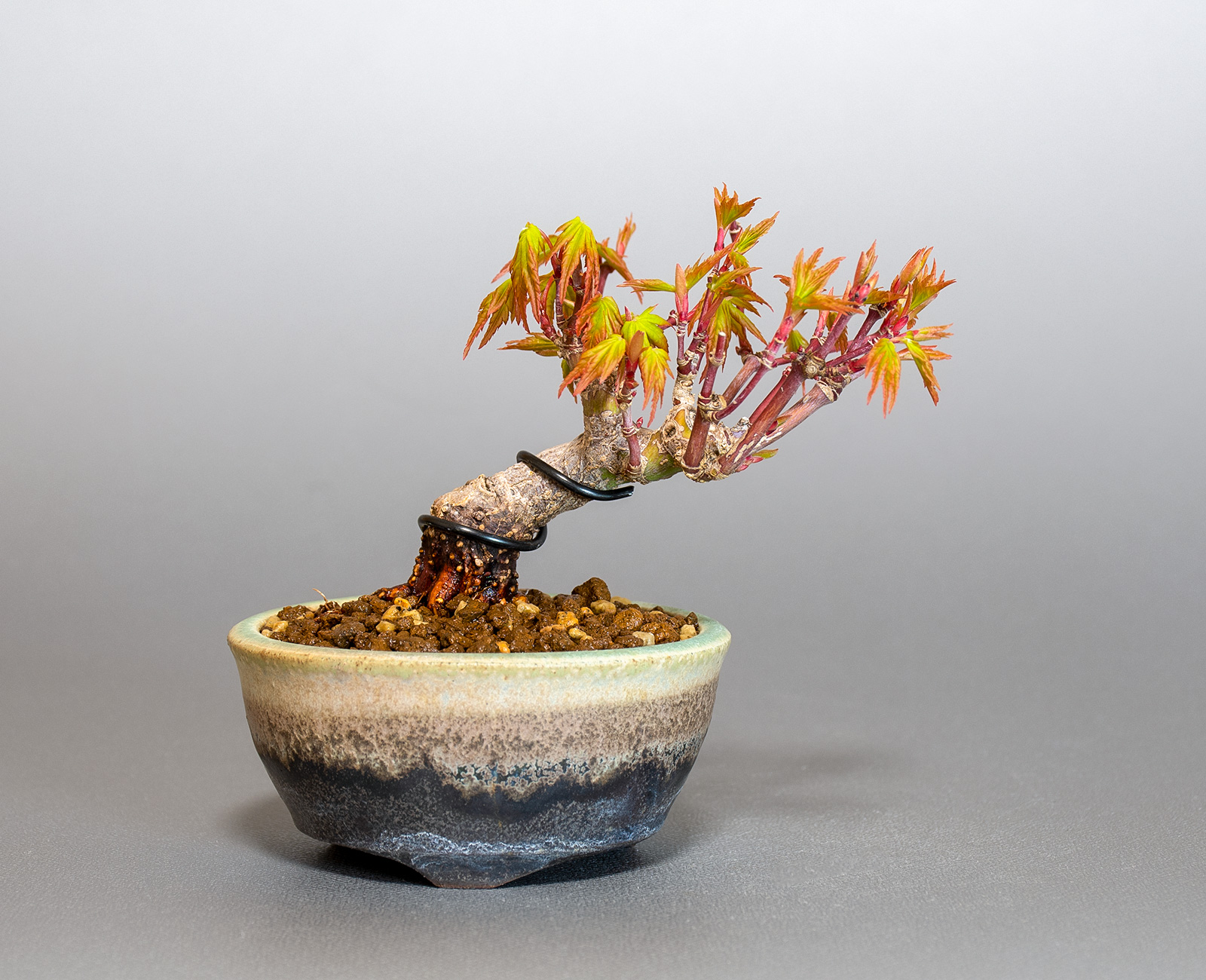 イロハモミジ-N1（いろはもみじ・いろは紅葉）雑木盆栽の販売と育て方・作り方・Acer palmatum bonsai