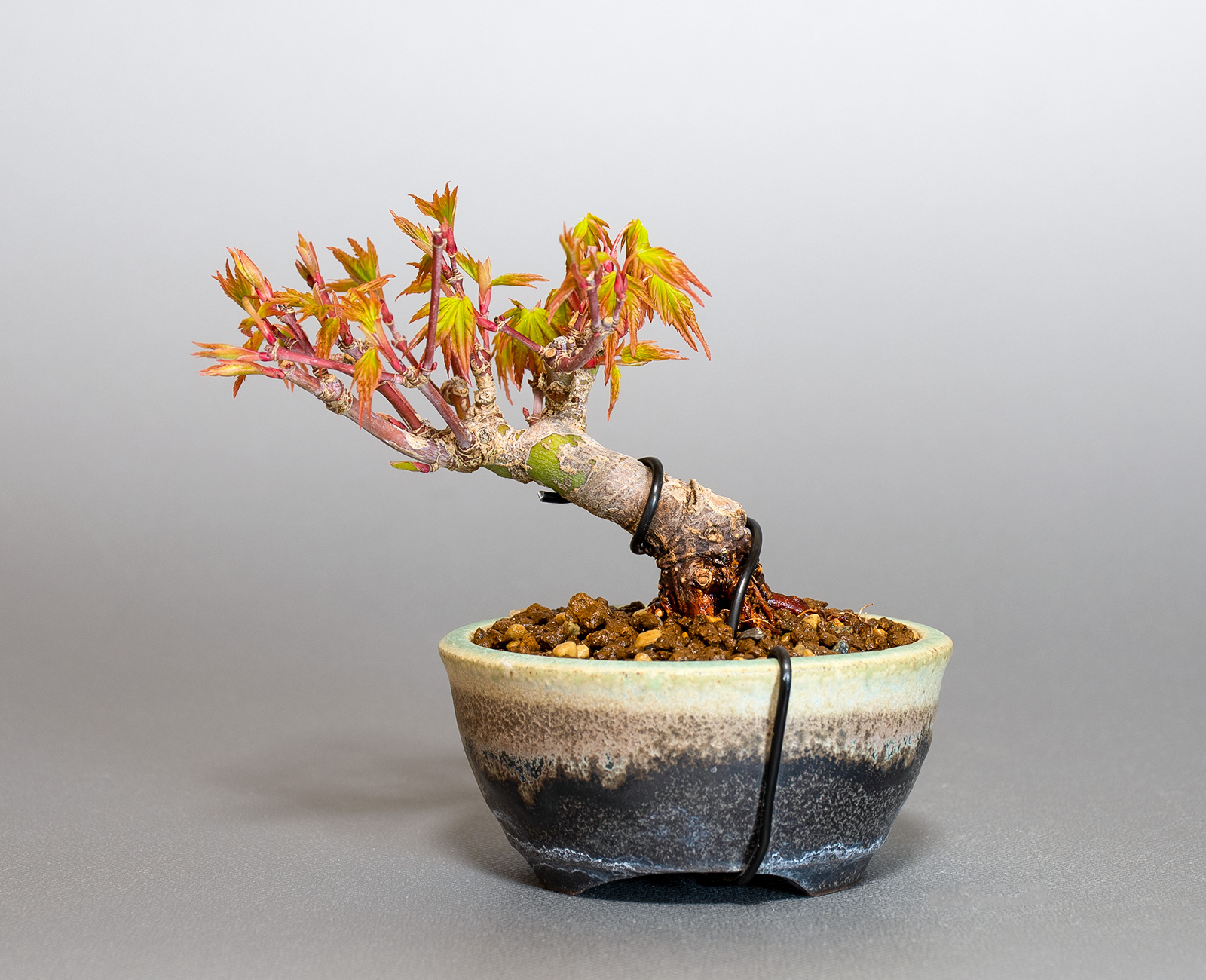 イロハモミジ-N1（いろはもみじ・いろは紅葉）雑木盆栽を裏側から見た景色・Acer palmatum bonsai