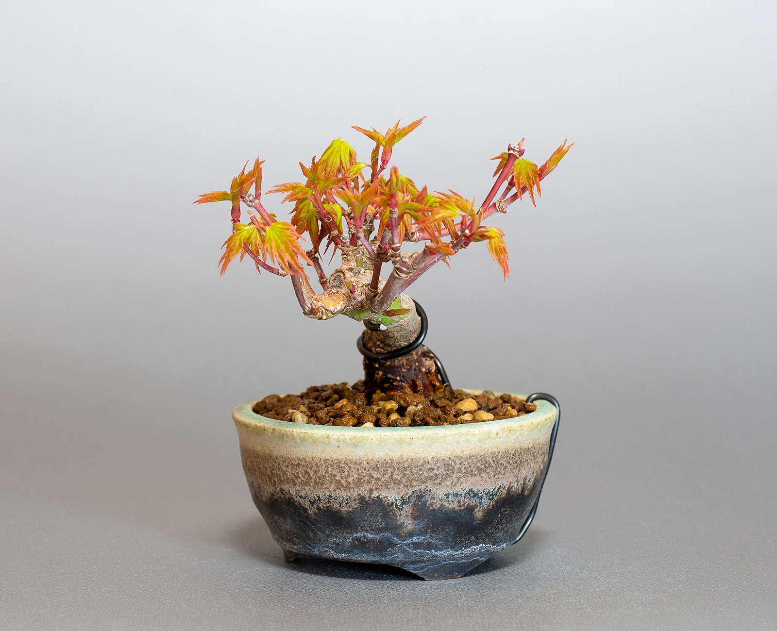 イロハモミジ-N1（いろはもみじ・いろは紅葉）雑木盆栽を右側から見た景色・Acer palmatum bonsai