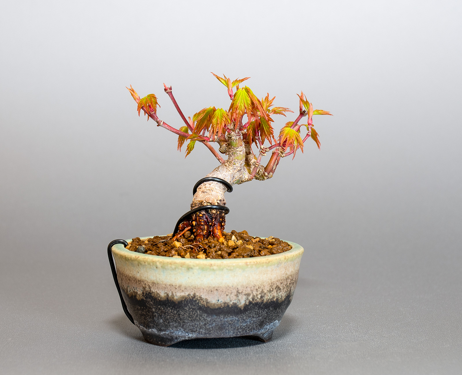 イロハモミジ-N1（いろはもみじ・いろは紅葉）雑木盆栽を左側から見た景色・Acer palmatum bonsai