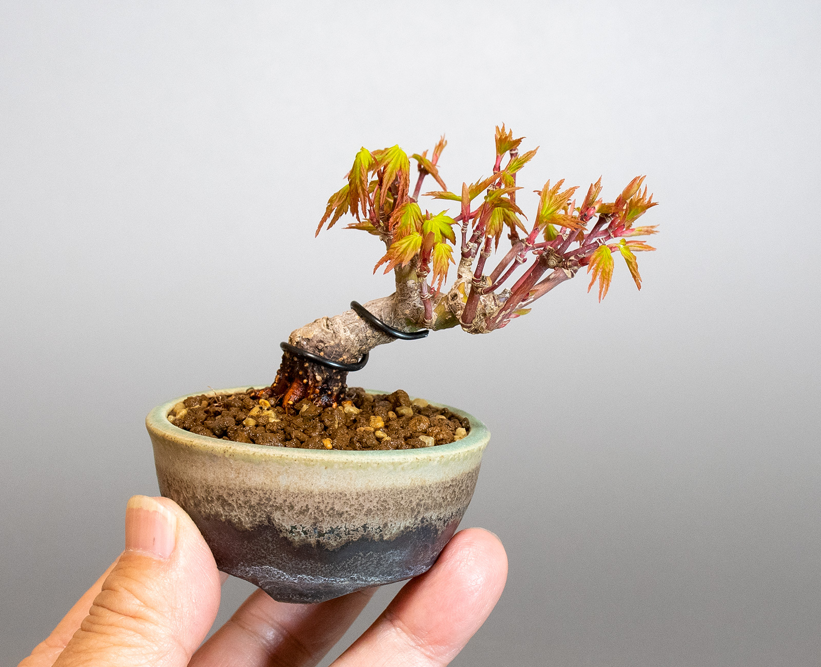 イロハモミジ-N1（いろはもみじ・いろは紅葉）雑木盆栽の手乗りの景色・Acer palmatum bonsai