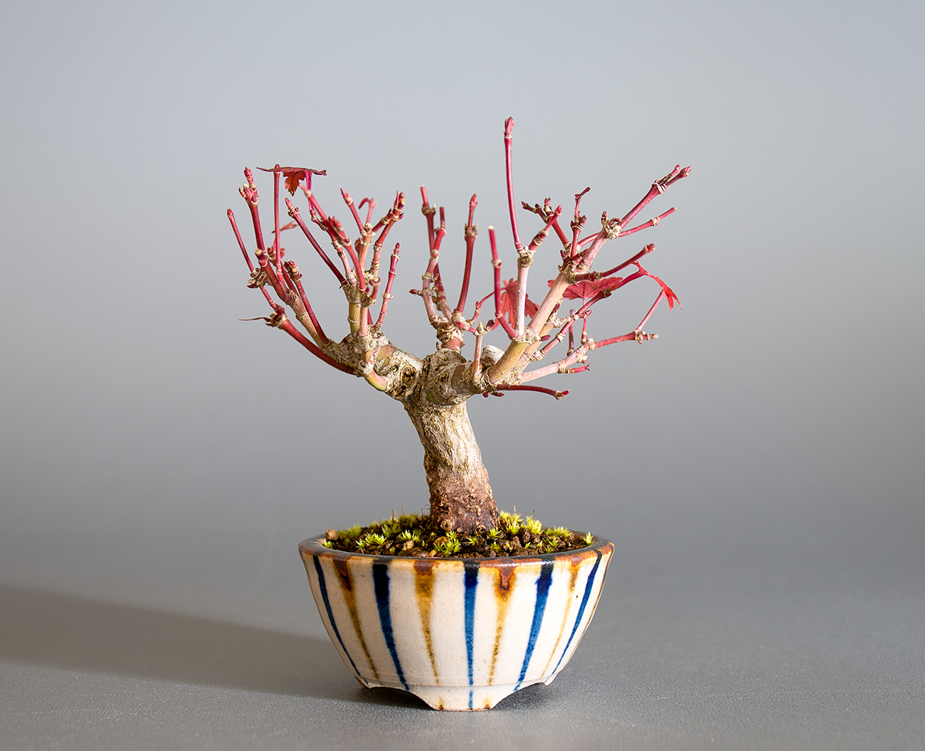 イロハモミジ-O1（いろはもみじ・いろは紅葉）雑木盆栽の販売と育て方・作り方・Acer palmatum bonsai