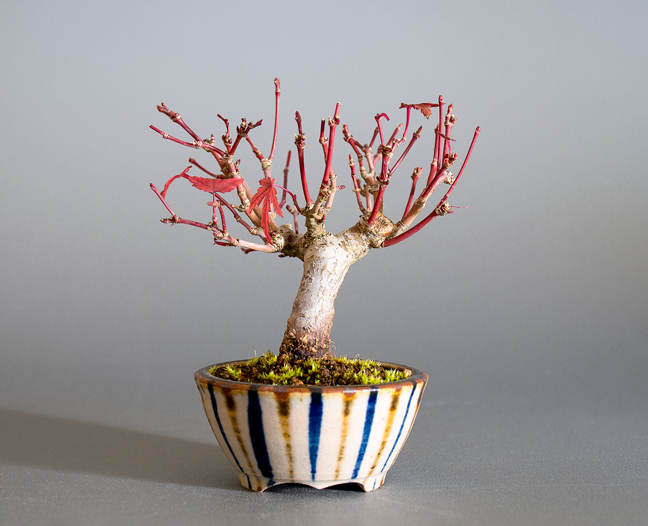 イロハモミジ-O1(いろはもみじ・いろは紅葉)雑木盆栽を裏側から見た景色・Acer palmatum bonsai