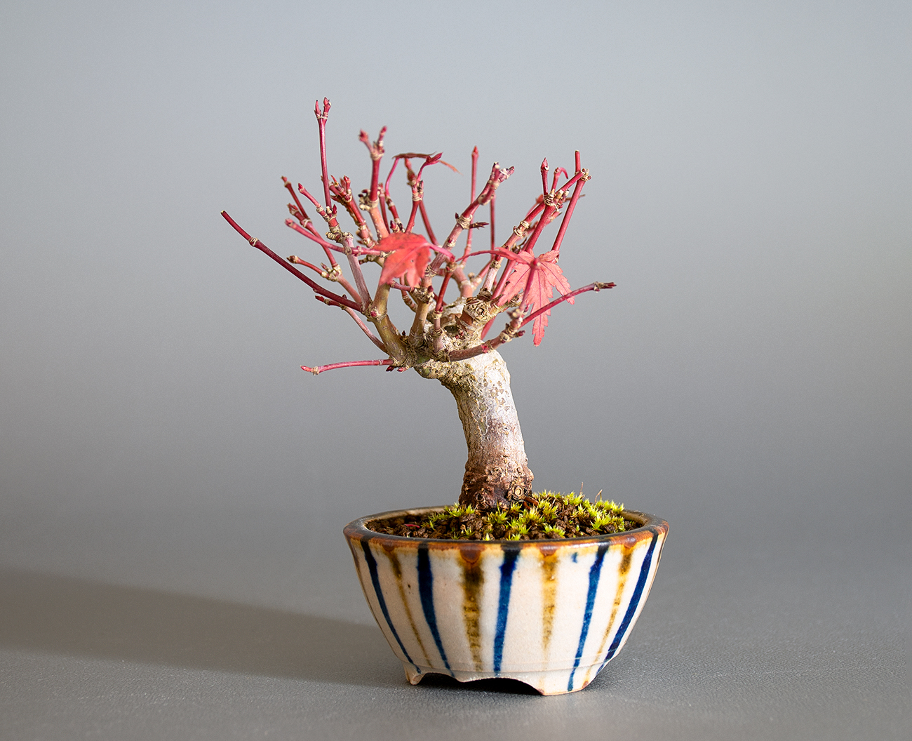 イロハモミジ-O1（いろはもみじ・いろは紅葉）雑木盆栽を右側から見た景色・Acer palmatum bonsai