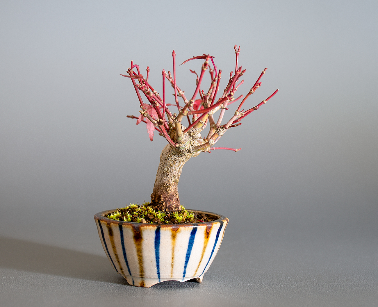 イロハモミジ-O1（いろはもみじ・いろは紅葉）雑木盆栽を左側から見た景色・Acer palmatum bonsai